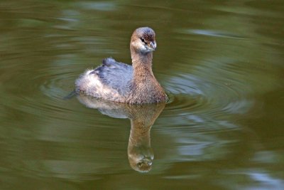 Waterfowl - Misc.