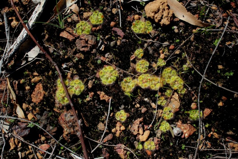 Drosera glanduligera 