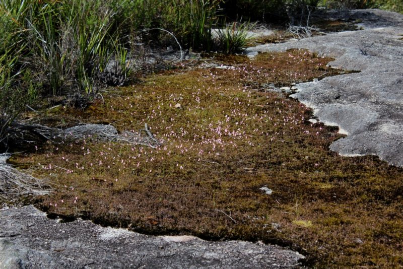 Stylidium sp