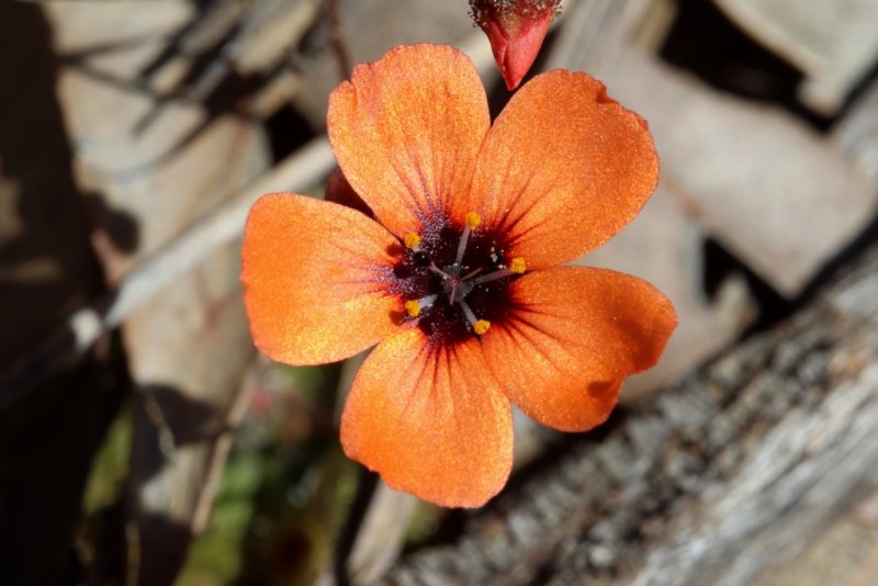 Drosera platystigma