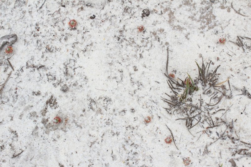 Drosera sargentii