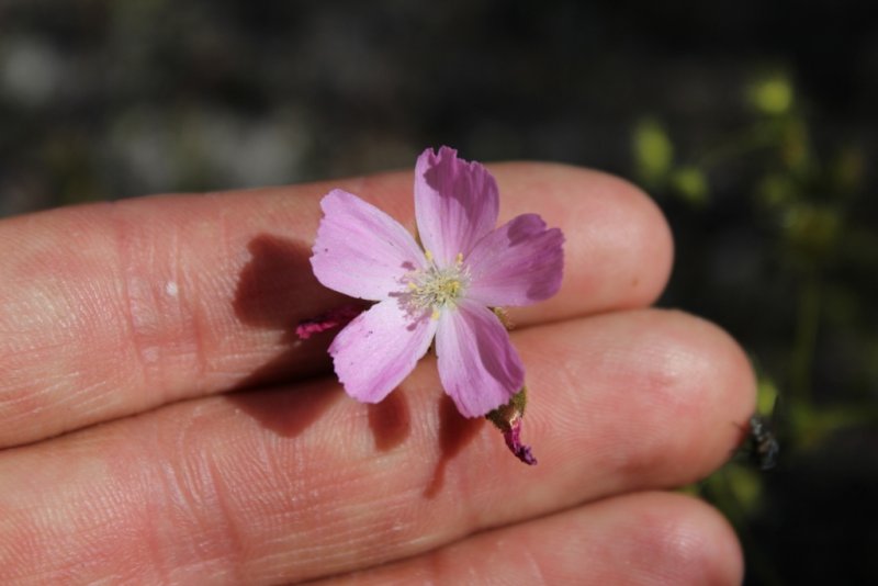 Drosera neesii ssp. neesii