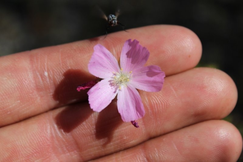 Drosera neesii ssp. neesii