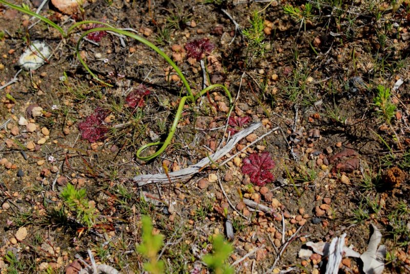 Drosera rosulata 