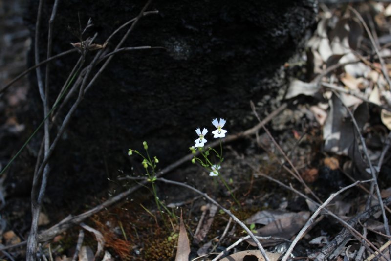 Stylidium sp.