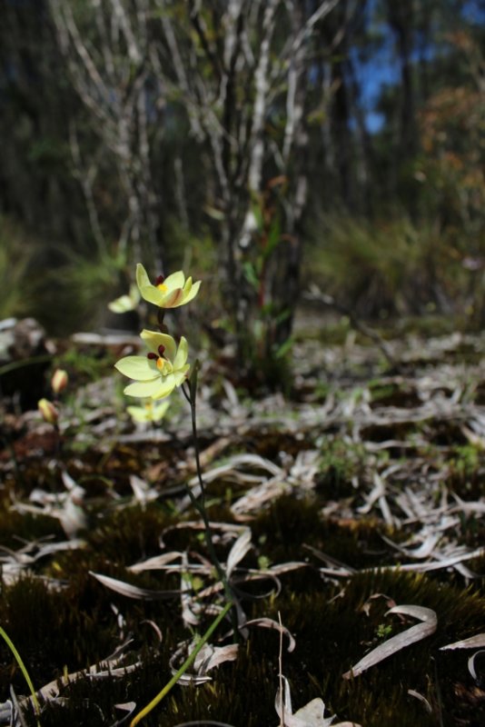 Lemon Scented Sun Orchid ( Thelymitra antennifera )