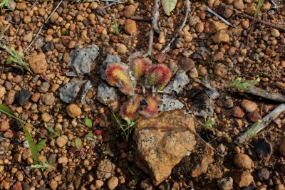 Drosera erythrorhiza ssp. squamosa