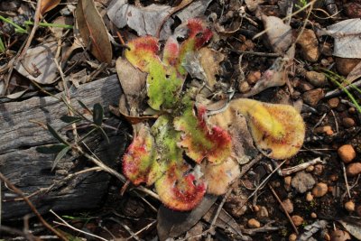 Drosera erythrorhiza ssp. squamosa