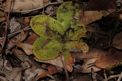 Drosera erythrorhiza ssp.