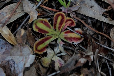 Drosera erythrorhiza ssp. squamosa