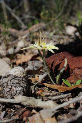 Caladenia flava ssp. flava