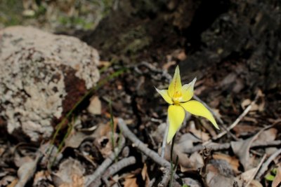 Caladenia flava ssp. flava