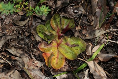 Drosera erythrorhiza ssp.