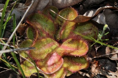 Drosera erythrorhiza ssp.