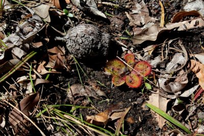 Drosera erythrorhiza ssp.