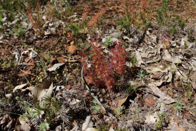 Drosera erythrorhiza ssp.