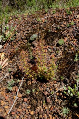 Drosera stolonifera ssp. stolonifera