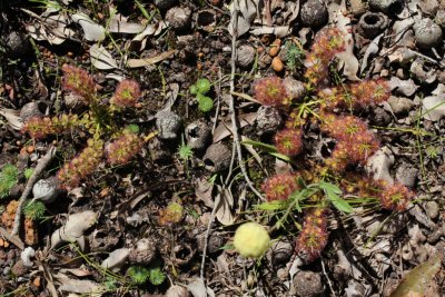 Drosera stolonifera ssp. stolonifera