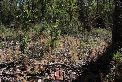 Drosera stolonifera ssp. stolonifera