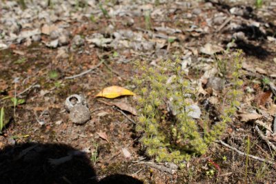 Drosera stolonifera ssp. stolonifera