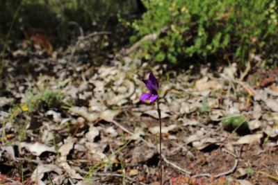 Drosera stolonifera ssp. stolonifera