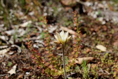 Drosera stolonifera ssp. stolonifera