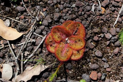 Drosera erythrorhiza ssp.