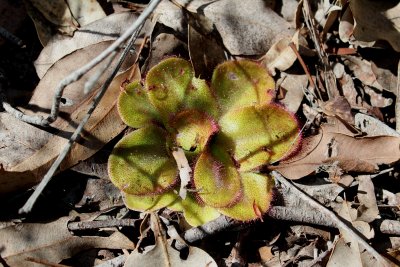 Drosera erythrorhiza ssp.