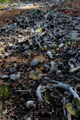 Drosera erythrorhiza ssp.