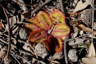 Drosera erythrorhiza ssp.