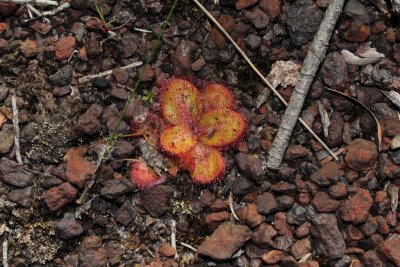 Drosera erythrorhiza ssp.