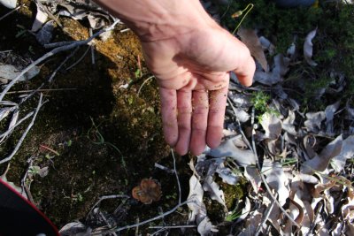 Drosera pallida?