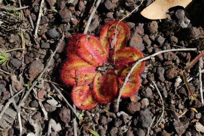 Drosera erythrorhiza ssp.