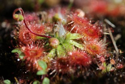 Drosera pulchella