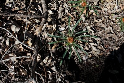 Drosera erythrorhiza ssp.