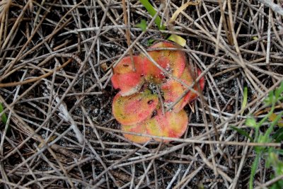 Drosera erythrorhiza ssp.