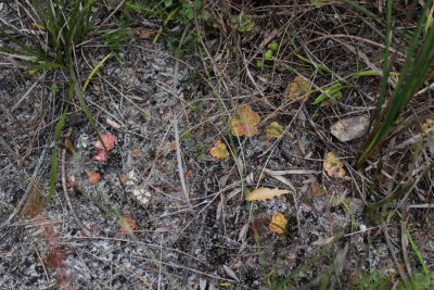 Drosera erythrorhiza ssp.