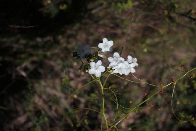 Drosera pallida