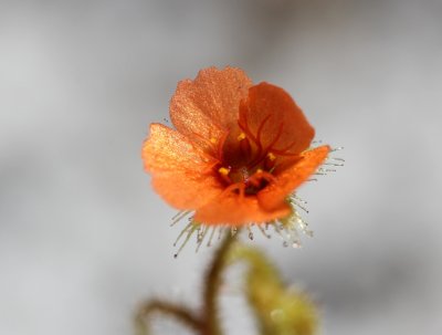 Drosera glanduligera