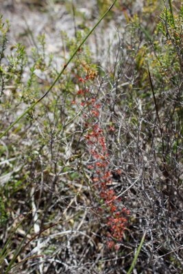 D.menziesii ssp.