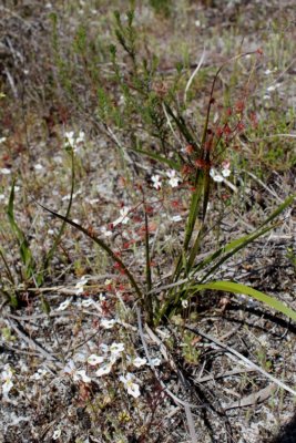 D.menziesii ssp.