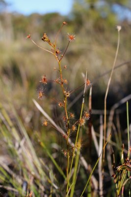 D.sp blackwood river