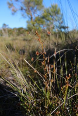 D.sp blackwood river