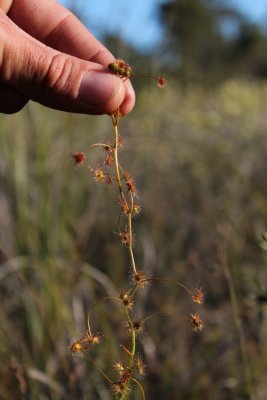 D.sp blackwood river