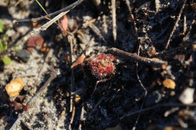 Drosera? 