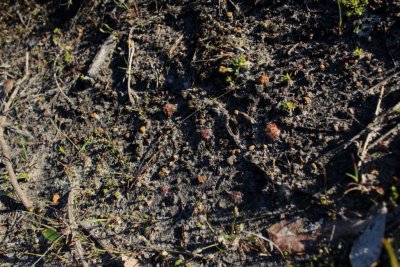 Drosera? 