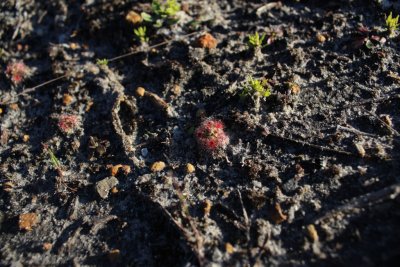 Drosera? 