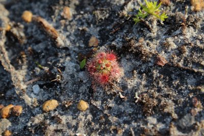 Drosera? 