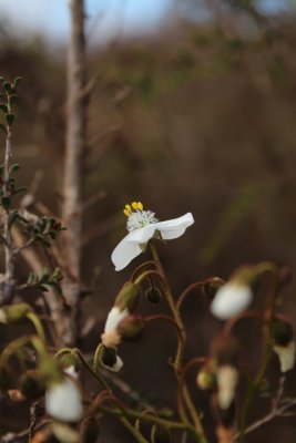 Drosera macrantha ssp.