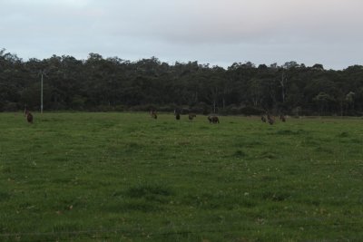 kangaroos 